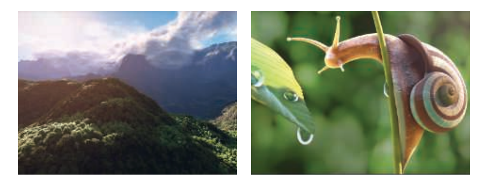 图17.37：使用符号距离函数和光线步进来程序化生成热带雨林（左）和蜗牛（右）。热带雨林中的树，是使用带有程序化噪声的椭球体生成的。