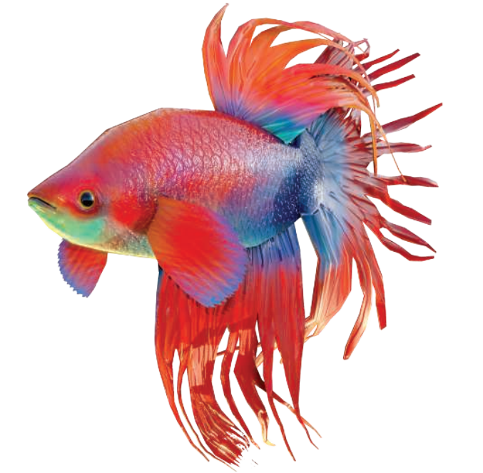 图6.1：通过将颜色贴图和凹凸贴图应用到这条鱼身上，从而增加其细节表现。