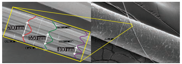 图9.2：左图展示了不同波长的可见光与一根蜘蛛丝，蜘蛛丝的长度略微超过1微米。右图是一根蜘蛛丝和一根人类头发的直径对比。